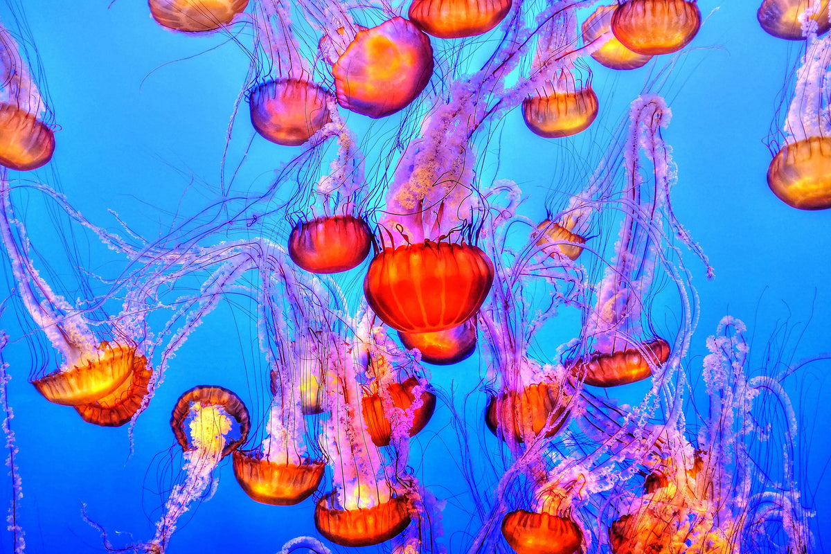 canvas-print-colorful-jellyfish
