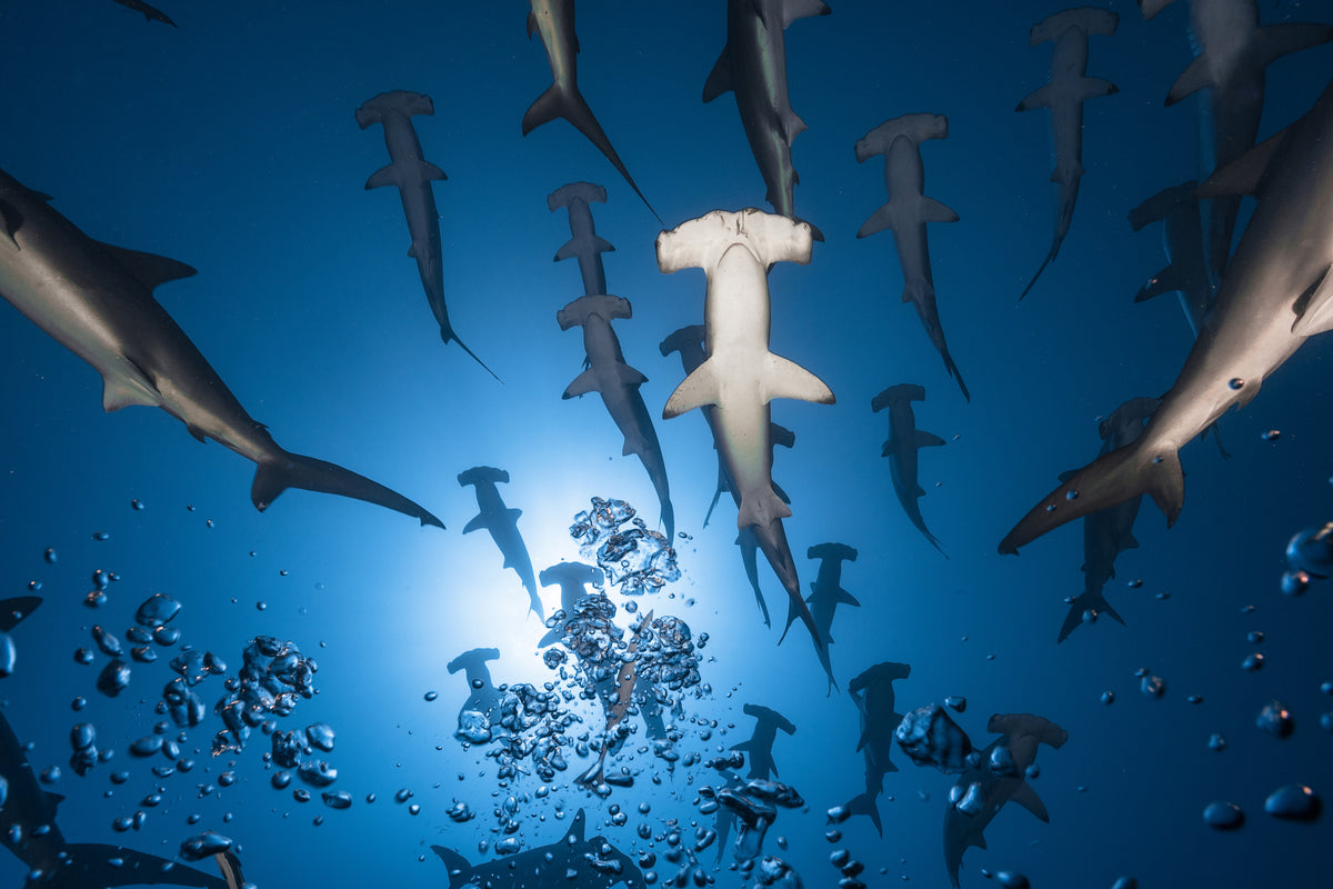 canvas-print-hammerhead-shark