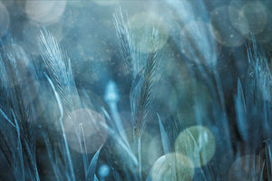 canvas-print-fantastic-nature-x
