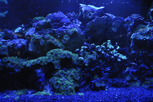 framedcanvas-print-coral-reef-in-blue
