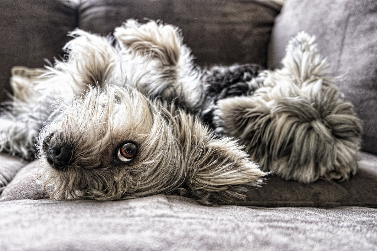 3-piece-canvas-print-2-cute-dogs