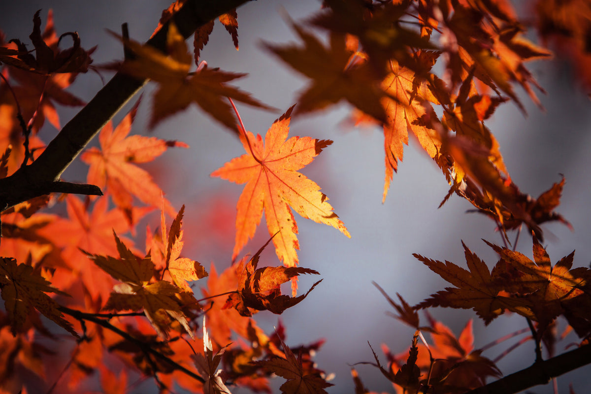 modern-3-piece-aluminium-print-maple-leaves-in-autumn