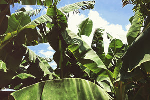 modern-3-piece-canvas-print-in-the-middle-of-the-jungle