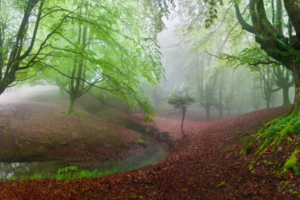 acrylic-print-the-forest-maravillador-iii