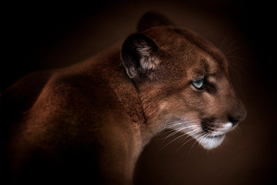 poster-print-puma