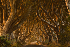aluminium-print-early-morning-dark-hedges