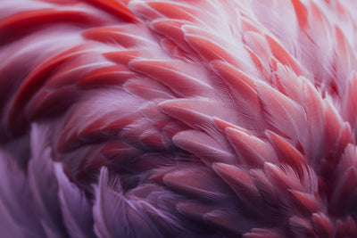 poster-print-flamingo-xqw