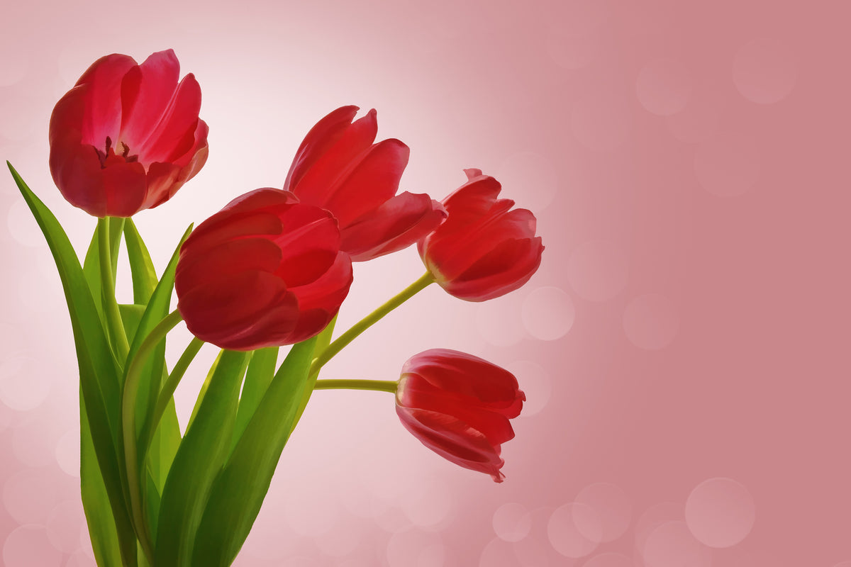 framedcanvas-print-red-tulips-bouquet