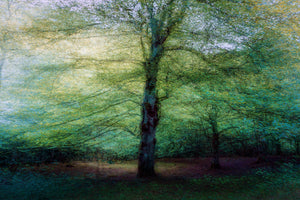 poster-print-forest-xpf