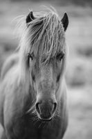 acrylic-print-horse-being-at-the-corridor