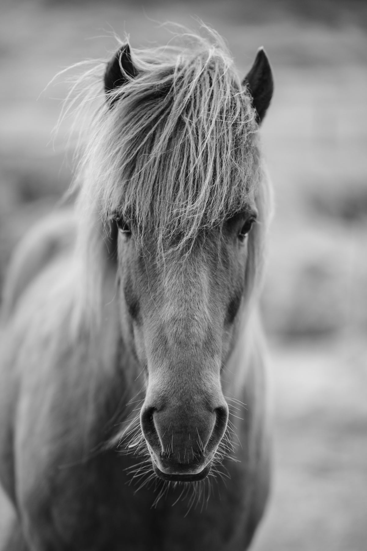 acrylic-print-horse-being-at-the-corridor