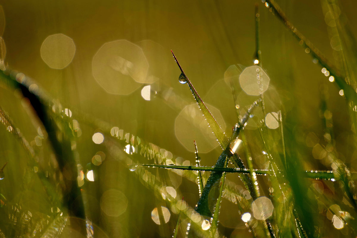 3-piece-canvas-print-dew-in-the-morning