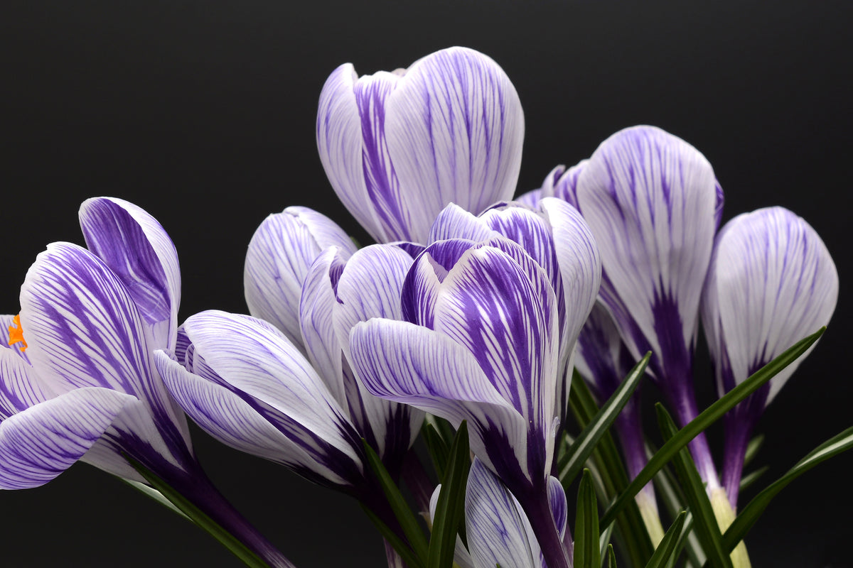 aluminium-print-the-crocus
