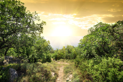 poster-print-at-the-end-of-the-forest