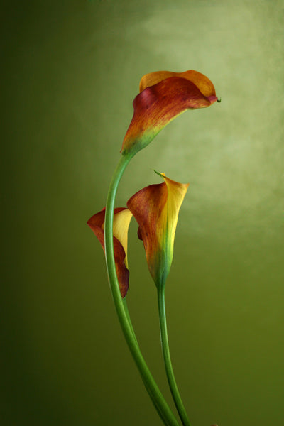 poster-print-3-callas