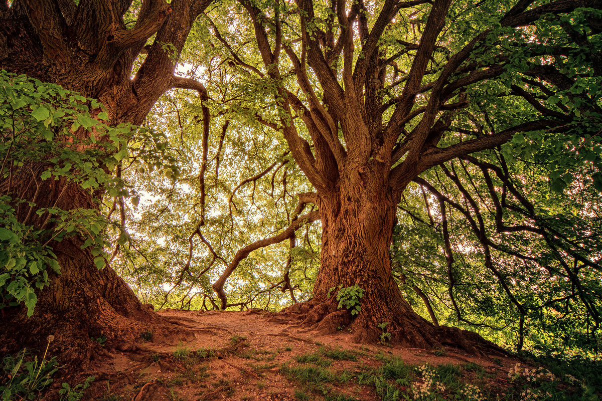 canvas-print-in-the-dense-forest