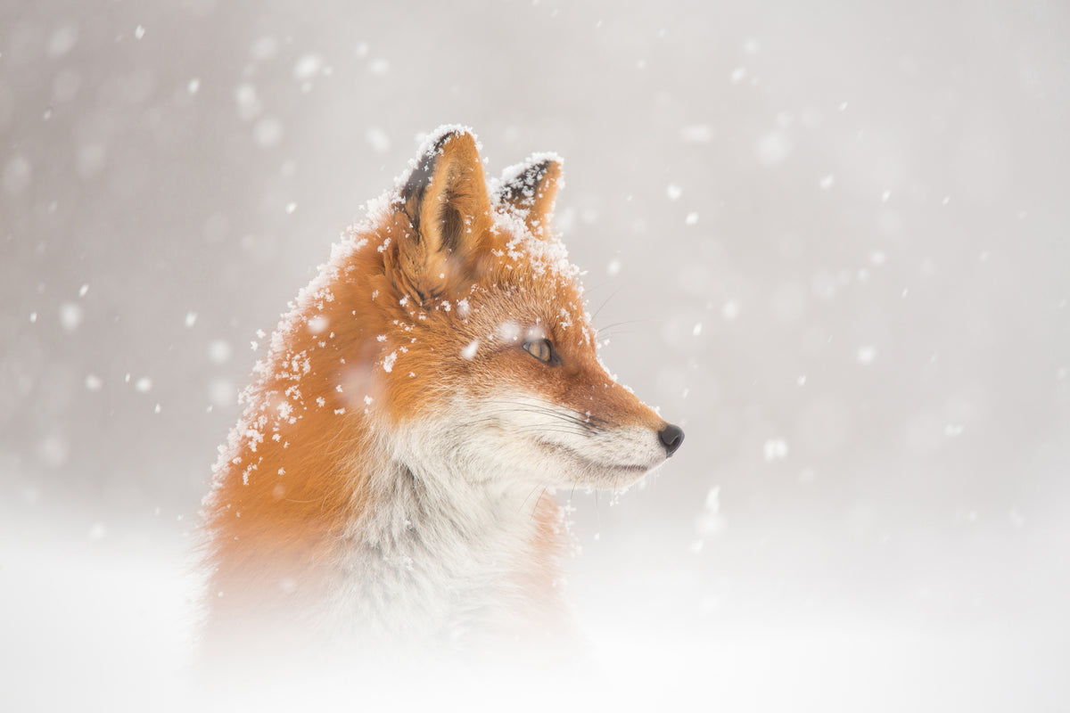 canvas-print-snow-is-fallingab-x