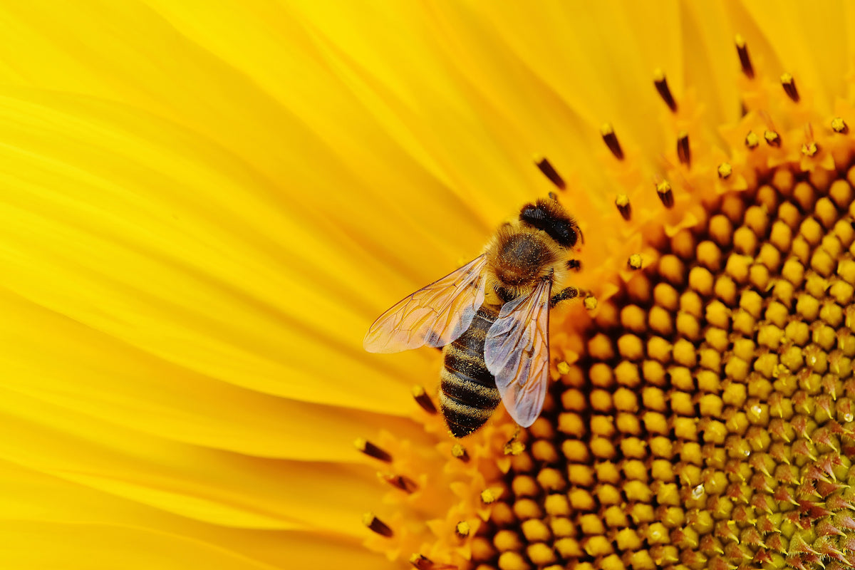 aluminium-print-bee-on-the-sunflower