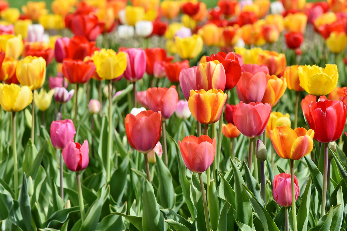 3-piece-acrylic-print-a-colorful-tulip-field