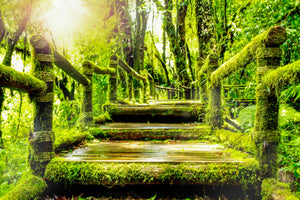 canvas-print-moss