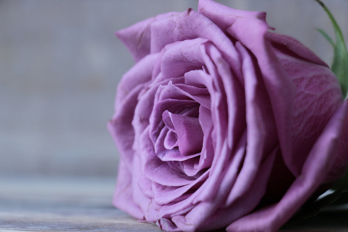 canvas-print-rose-in-purple-xxl