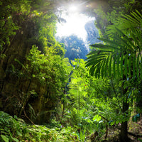 4-piece-acrylic-print-clearing-in-the-jungle