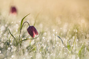 acrylic-print-morningdew