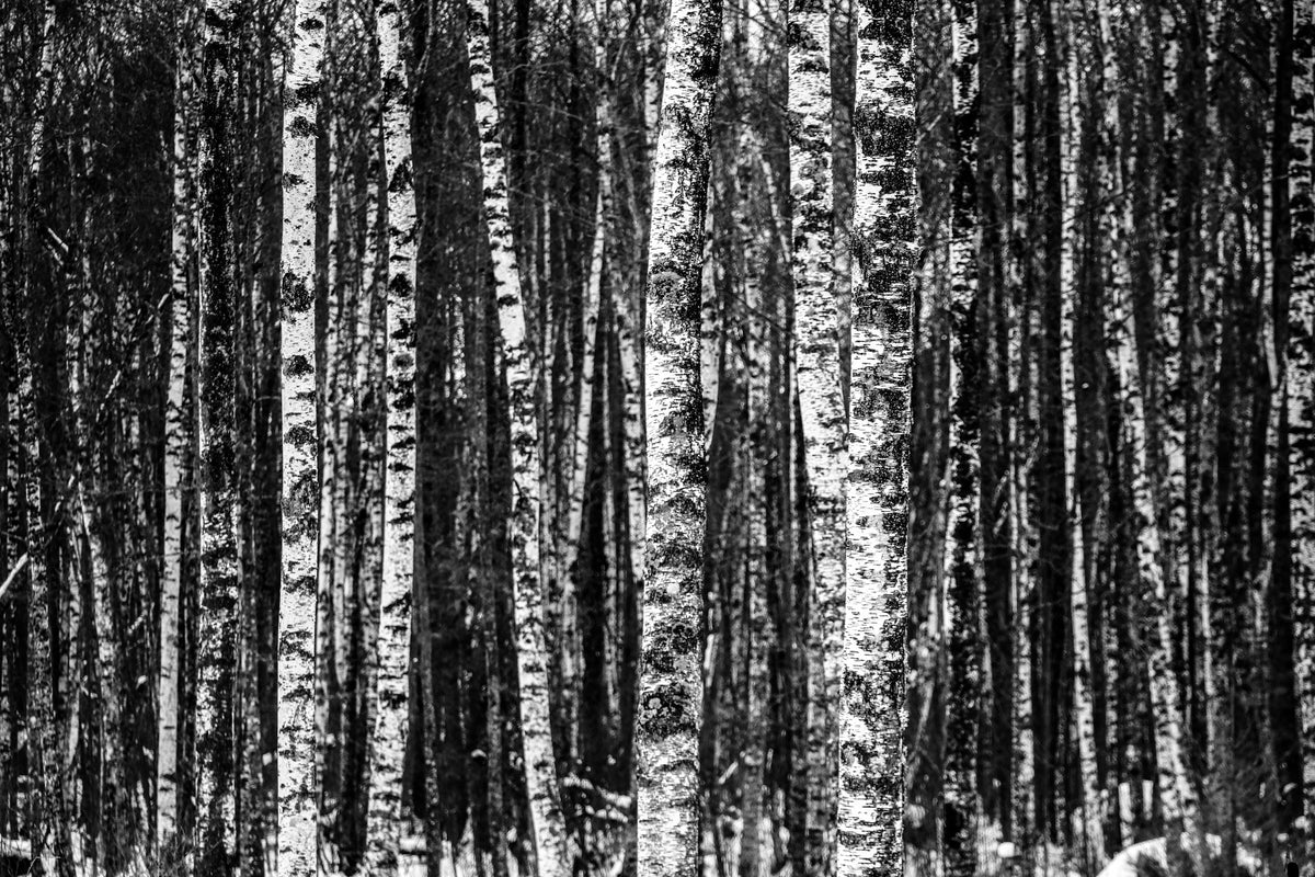 modern-3-piece-aluminium-print-many-birches-xl