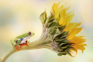 canvas-print-red-eyed-tree-frog-on-a-sunflower-x