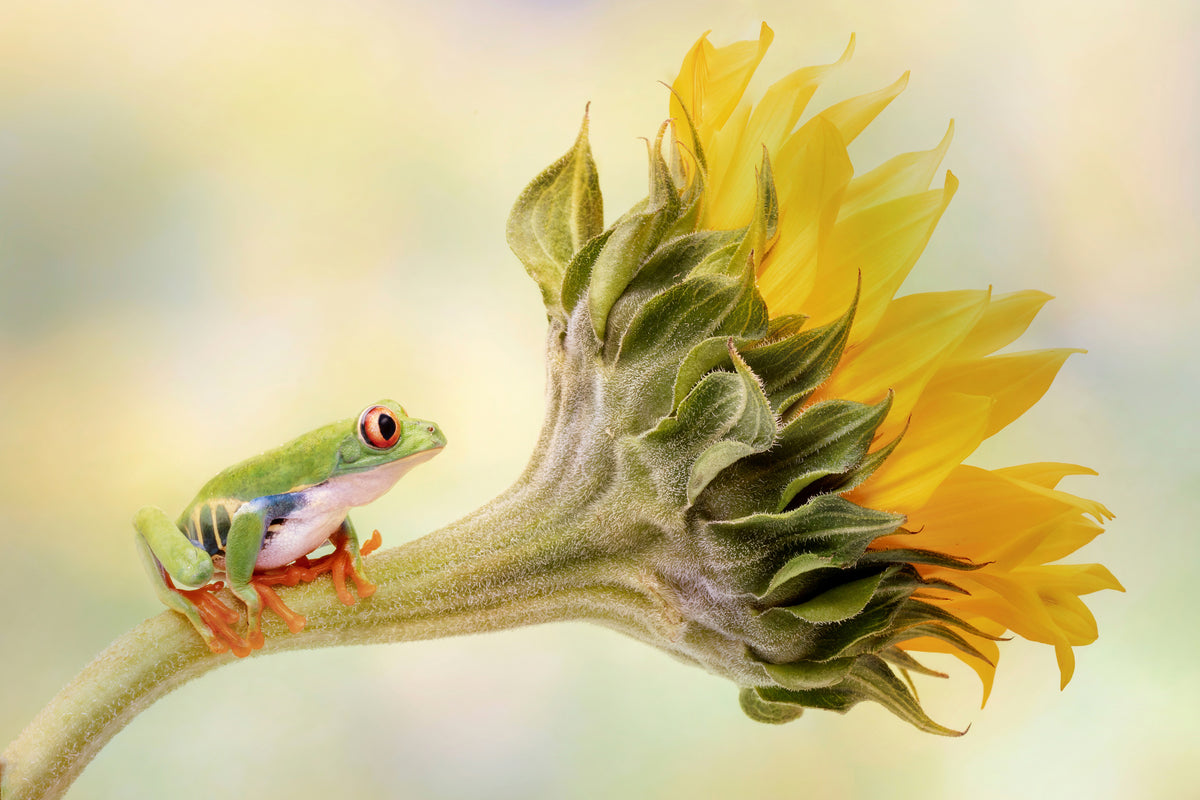 canvas-print-red-eyed-tree-frog-on-a-sunflower-x