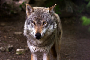poster-print-the-evil-wolf