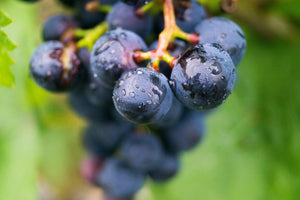 3-piece-aluminium-print-grapes