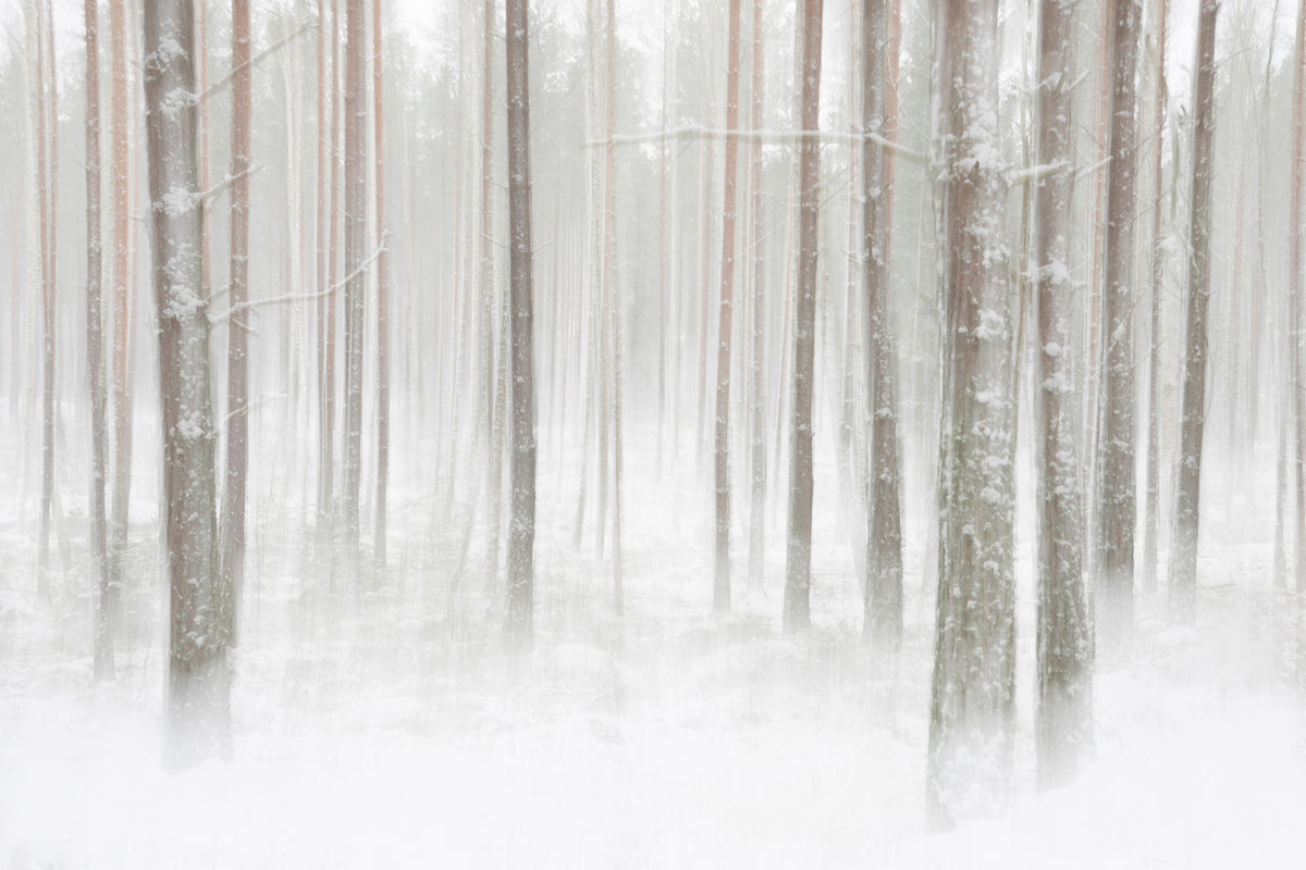 aluminium-print-winterforest-in-sweden-x