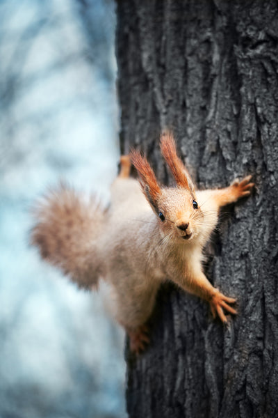 poster-print-the-squirrel