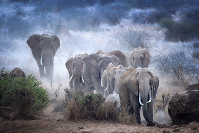 poster-print-elephants-of-amboseli-x