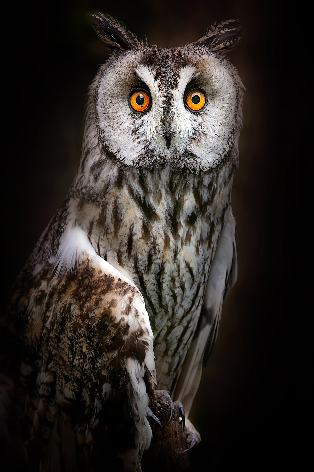 canvas-print-longeared-owl-portrait-x