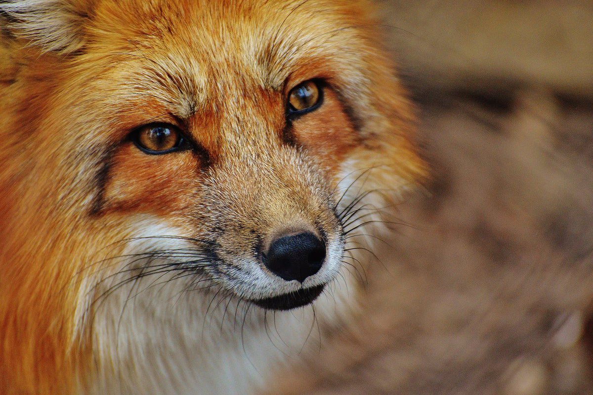 3-piece-canvas-print-the-fox
