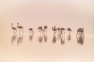 poster-print-flamingos-in-the-mist-x