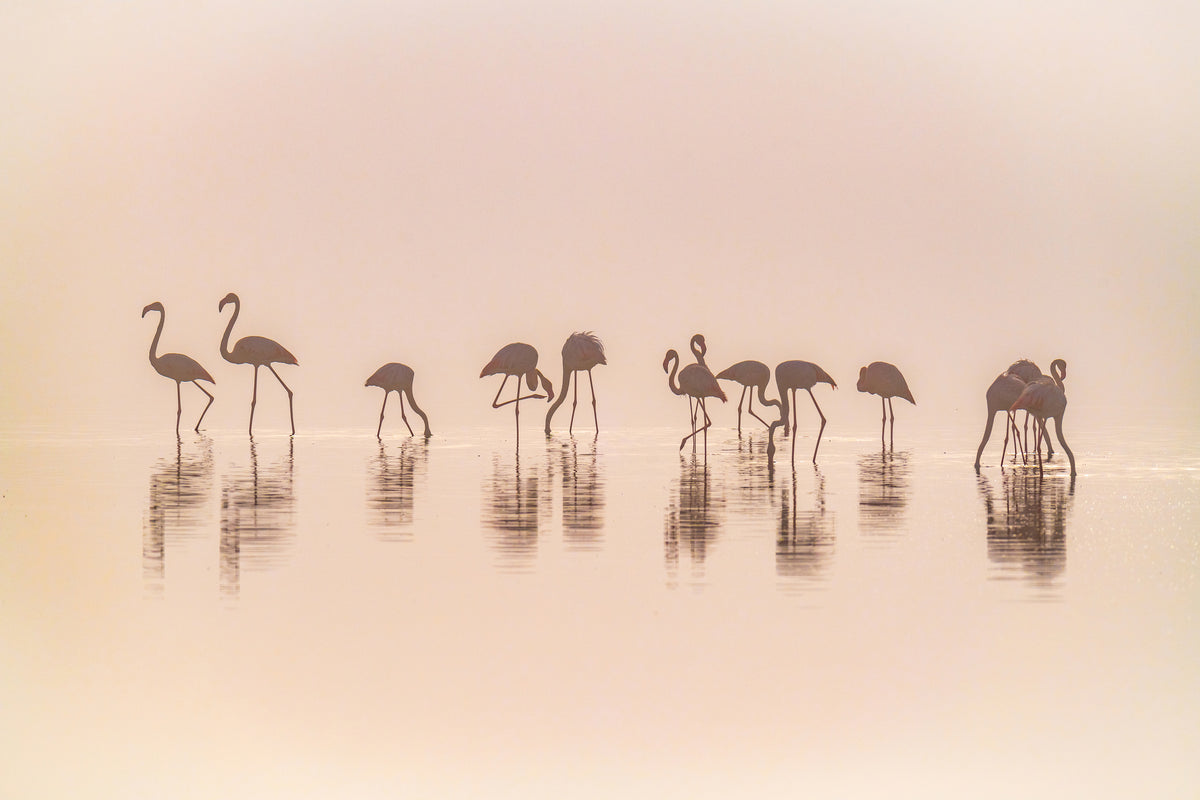 poster-print-flamingos-in-the-mist-x
