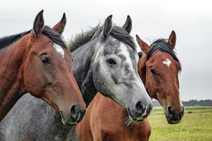 framedcanvas-print-the-horse-trio
