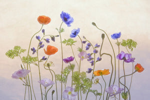 acrylic-print-poppy-a-anemone-x