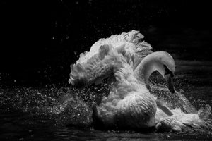 3-piece-aluminium-print-in-motion