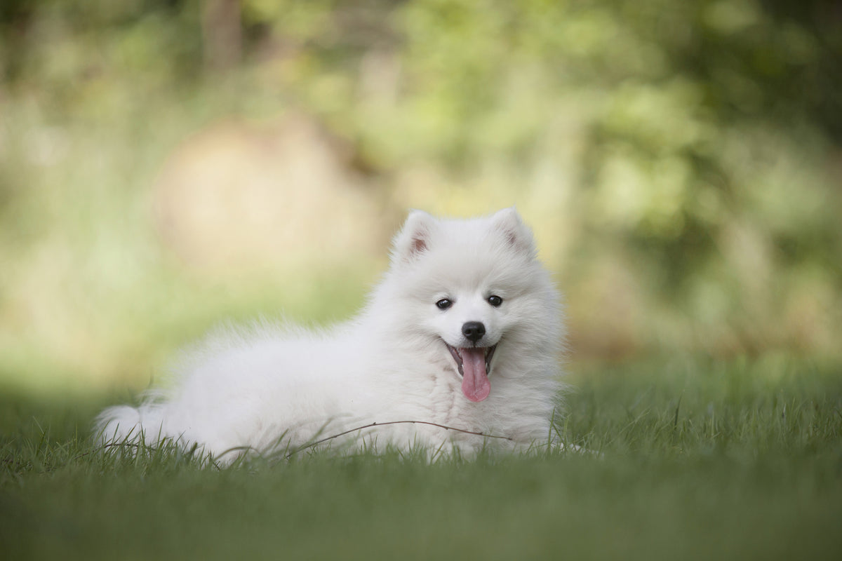 3-piece-acrylic-print-cute-spitz-puppy