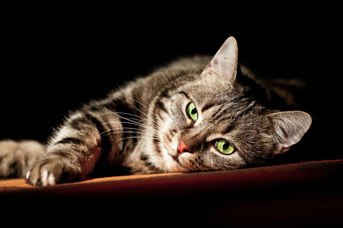acrylic-print-relaxed-cat