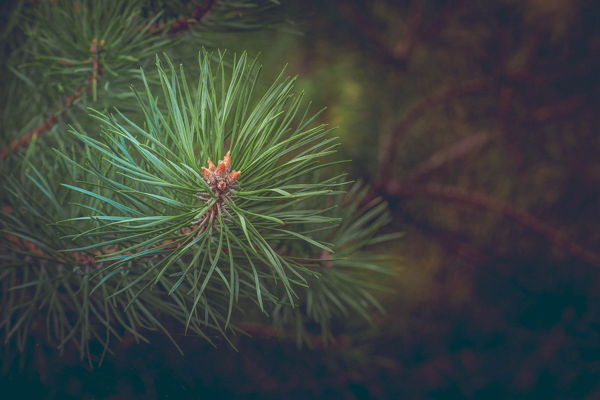 acrylic-print-pine-tree-close-up