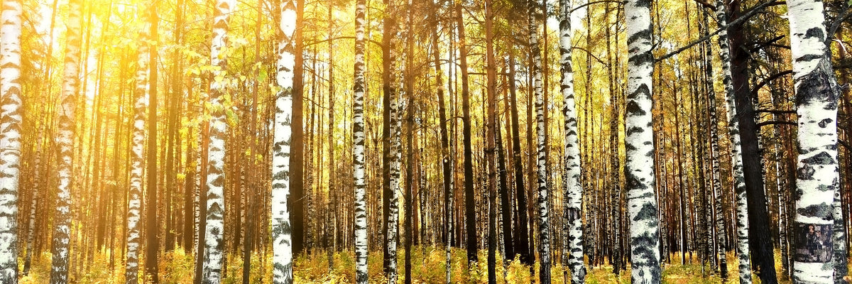 panoramic-aluminium-print-birch-forest-panorama