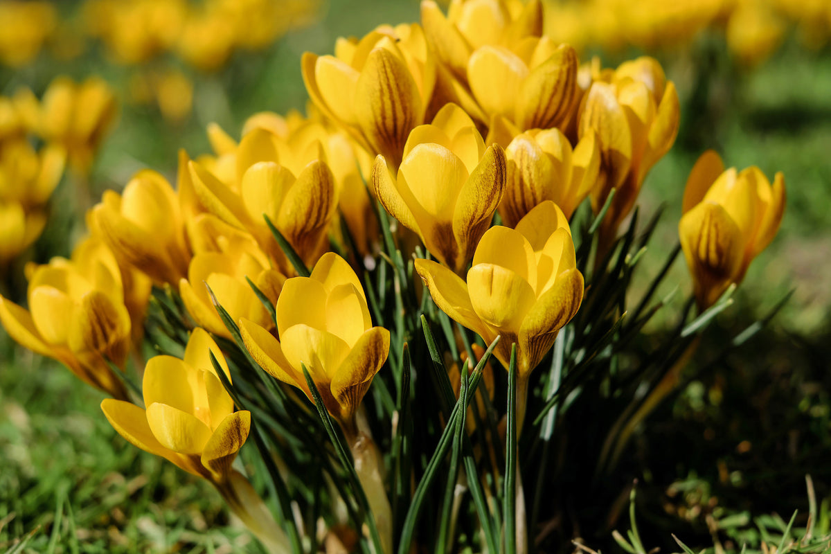 3-piece-aluminium-print-crocuses-in-spring