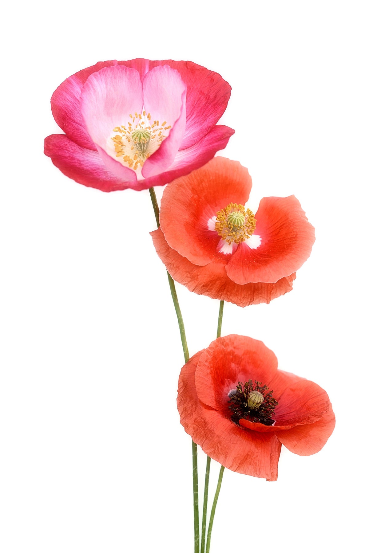 framedcanvas-print-colourful-poppies-x