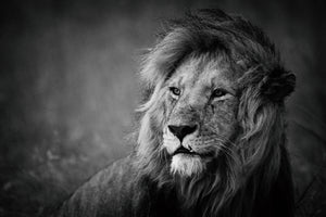 canvas-print-regal-x