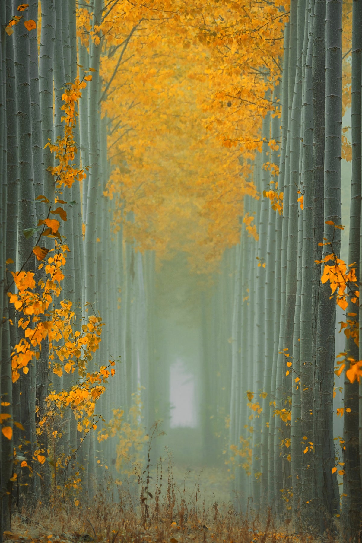 poster-print-misty-autumn-path